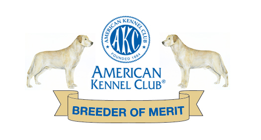 kennel club labradors for sale